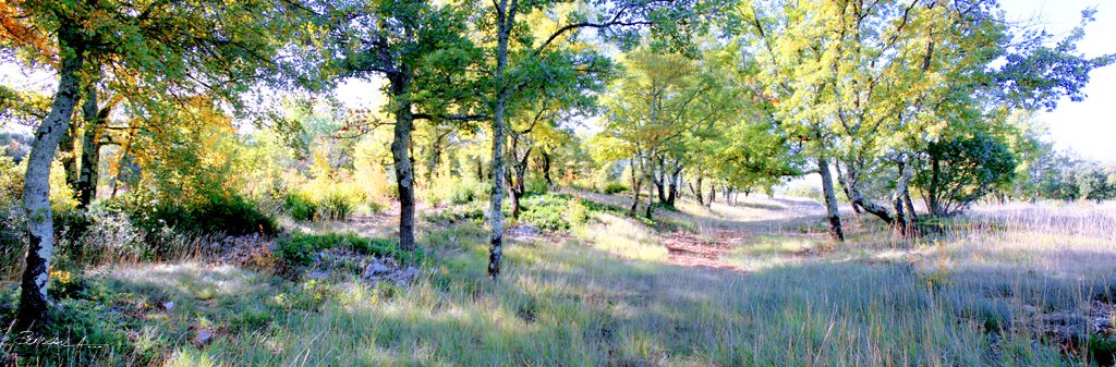 "esprit garrigues"...MEJANNES LE CLAP...GARD...FRANCE. by BORDEAU Alain.(NO VIEWS!)