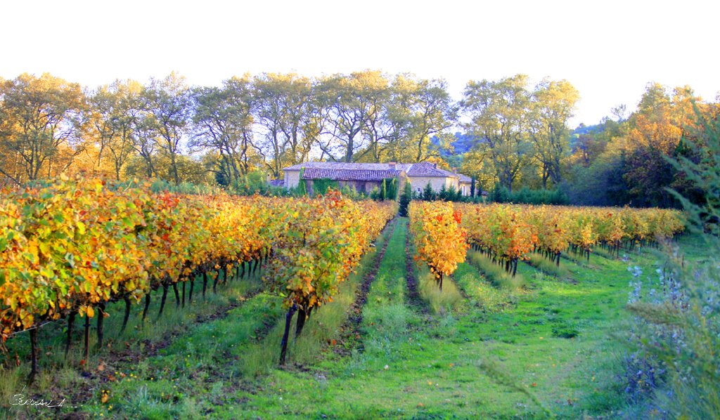 "entre platanes et vignes"...Mas Montron à TRESQUES...GARD... FRANCE. by BORDEAU Alain.(NO VIEWS!)