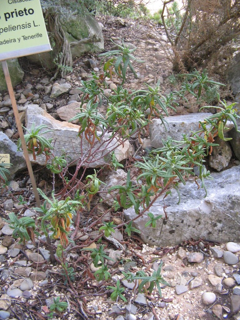 Jaguarzo prieto (Cistus monspeliensis L.) by elppes