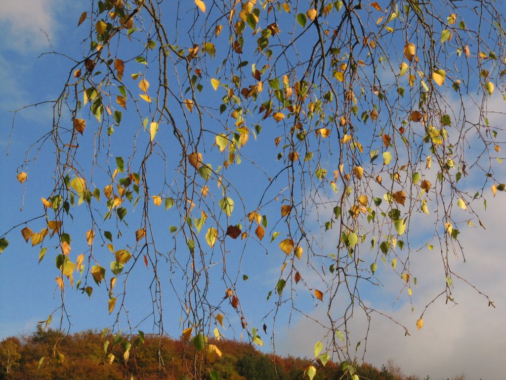 Herbstlaub by Robbystum.