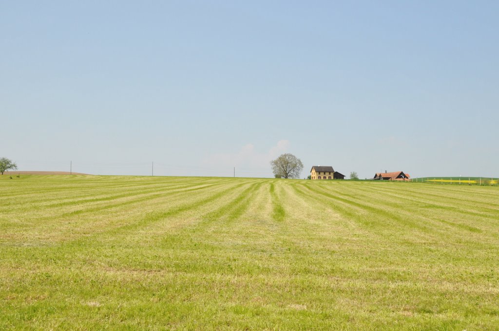 Rumentikon in Gemeinde Cham nach Ernte by Ole Byskov