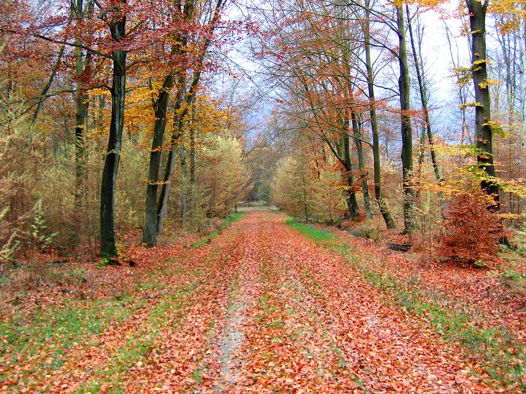 Herfstbos by Casper Heijstek & Mirjam Cnossen