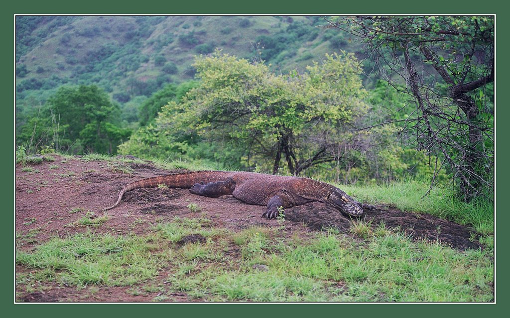 Komodo by Vladimir Minakov