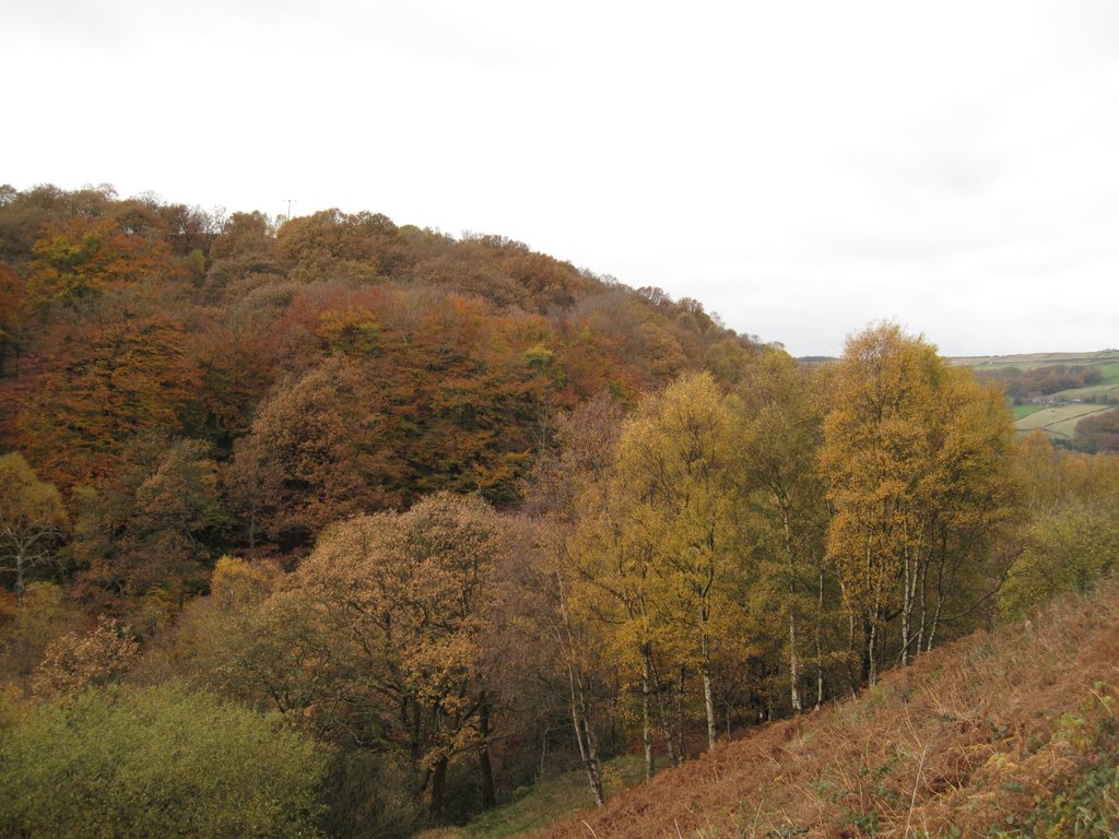 Woods above Cragg Vale, Blackstone Edge Road by alastairwallace