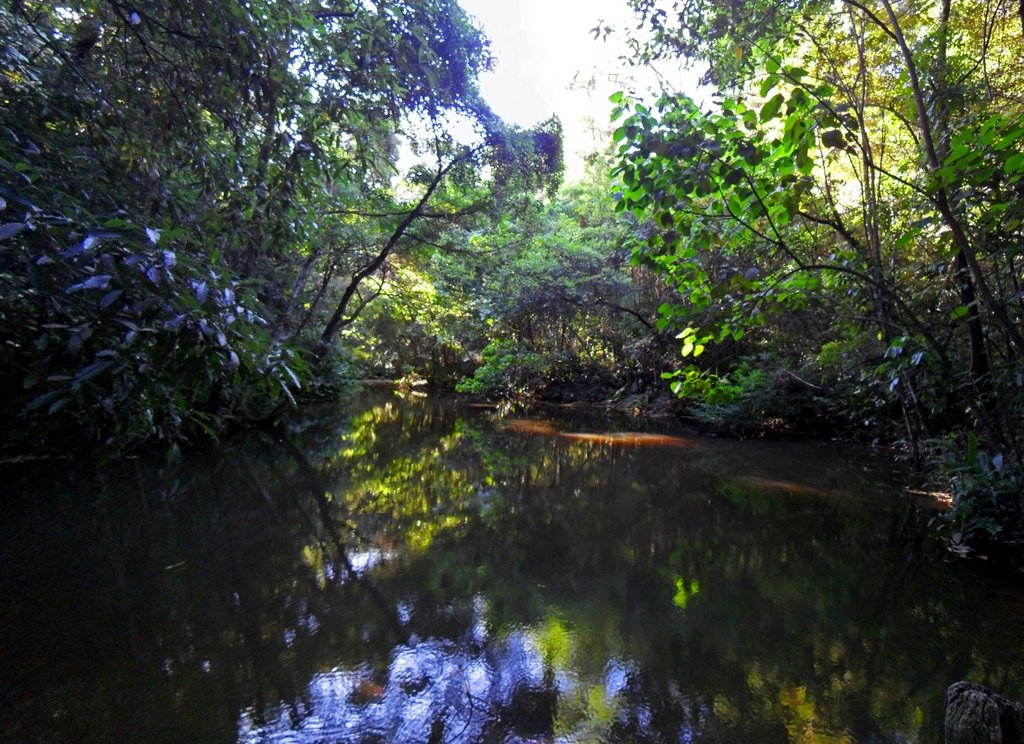 Lago do Parque Volpi, nov/2009 by Cesar Neto