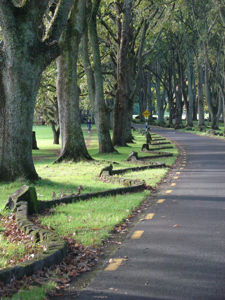 One Tree Hill, Oak Avenue by owenjohn