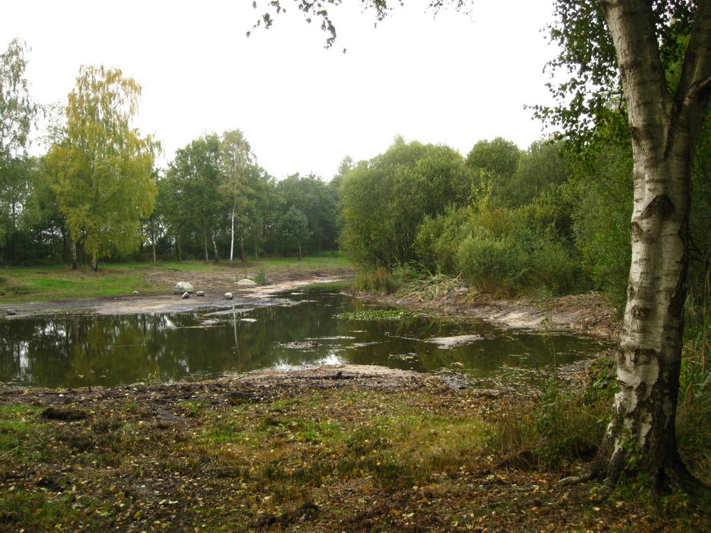 Pond in the Wood by 27 Ants