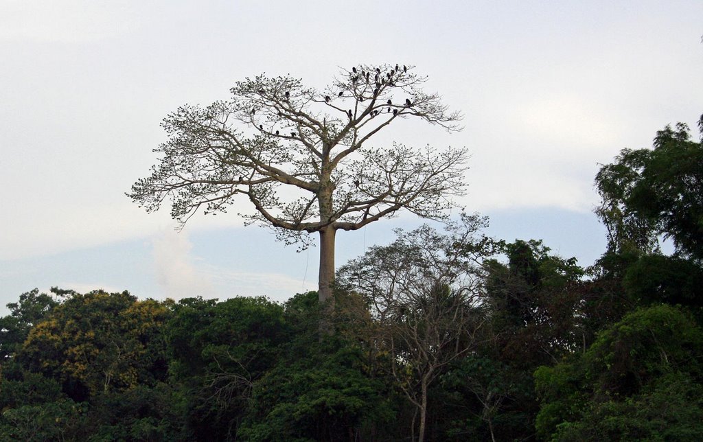 Gran arbol a la orilla de la laguna yarinacocha by Michael Jean Claessens