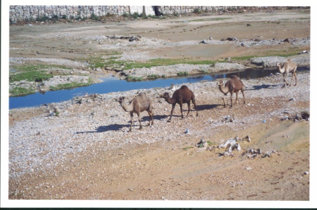 Fila de Camellos by Alberto Pasternak