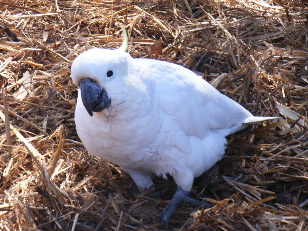 Parrot in the park by felipe alberto