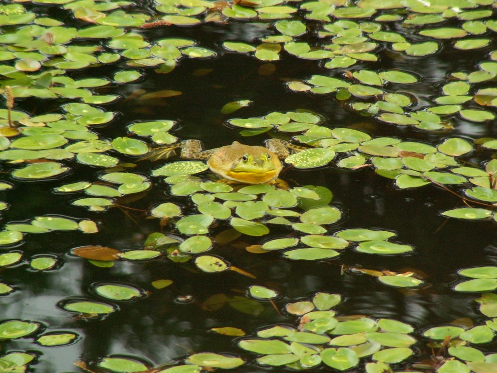 Bull Frog at Mystic Aquarium by Dana Jensen