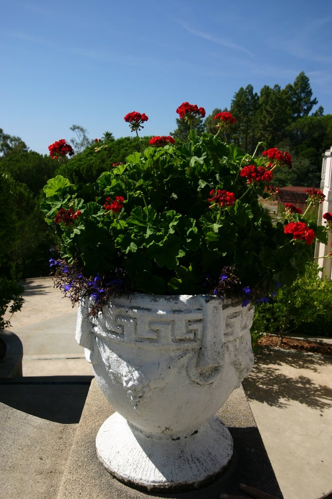 Flowers in a pot by vkalathil