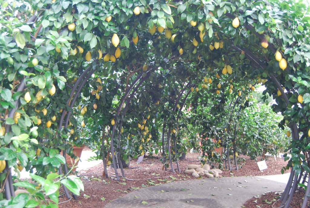 Tunnel di limoni nel -Giardino degli Agrumi- by stefano.incerpi