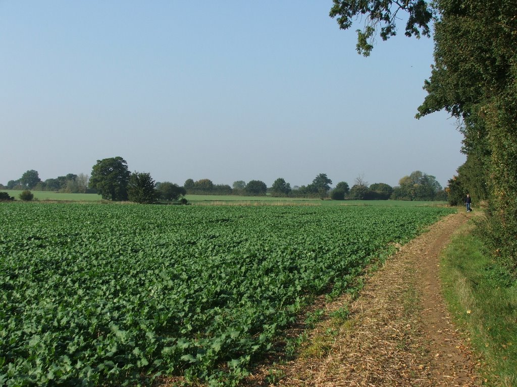 Fields near Chignall Estate, Chelmsford. by carl0071