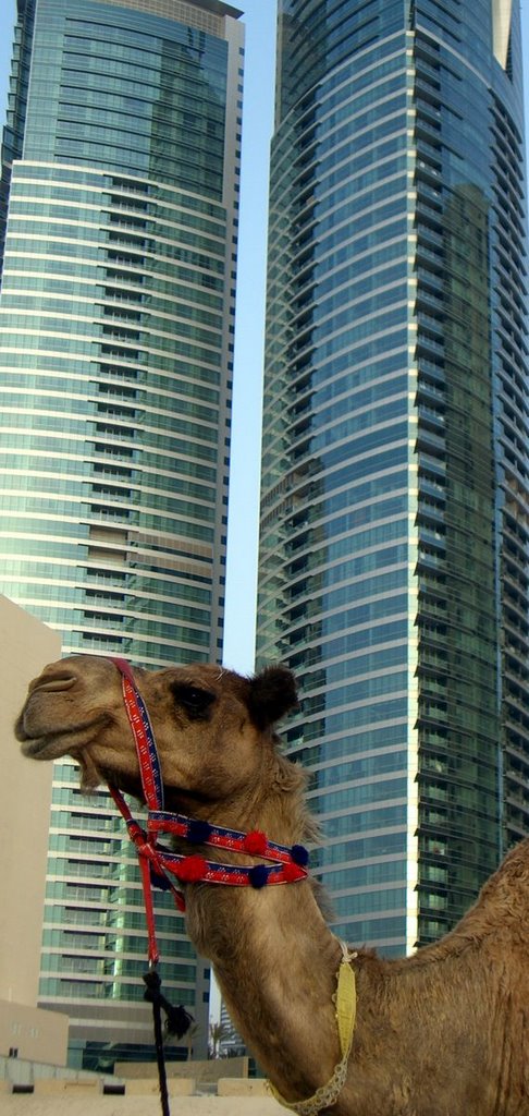 Dubai Jumeirah Camel by Alexander Ramin