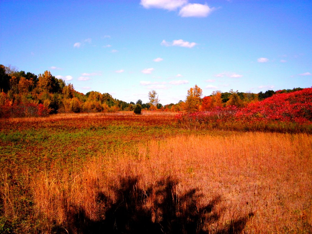 Wintergarden Woods in Autumn by Erik Kuehner