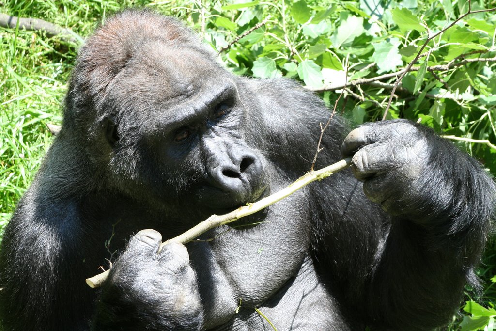 Mountain Gorilla by Styve Reineck