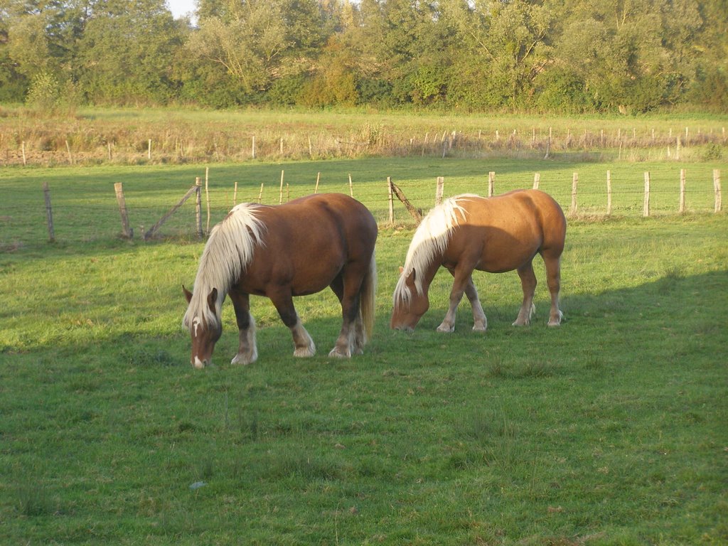 Chevaux de race comtoise # Haute-Saône (70) . by SUPERDANIEL 1