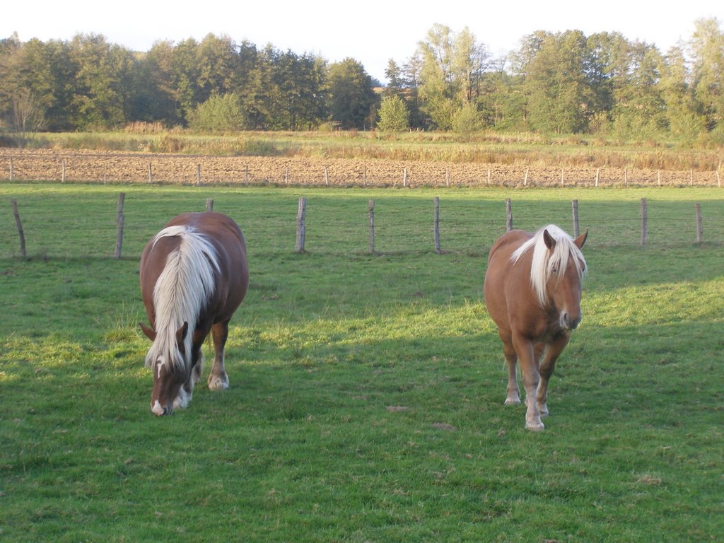 Chevaux de race comtoise # Haute-Saône (70) . by SUPERDANIEL 1