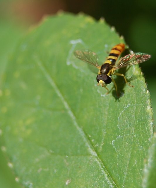 Hoverfly on Leaf by www.nolan-photograph…