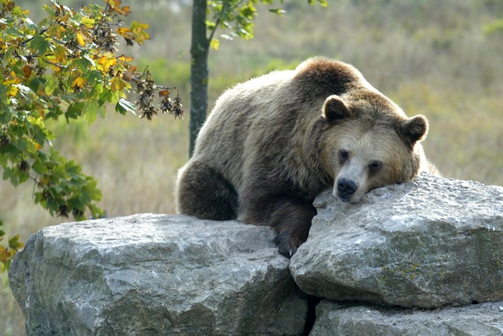 PARC ANIMALIER DE SAINTE-CROIX by Moselle Tourisme