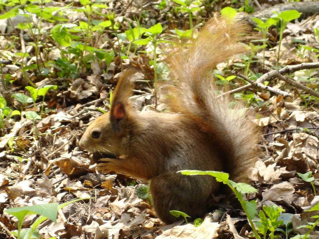 Squirrel by Svetlana Masalitina