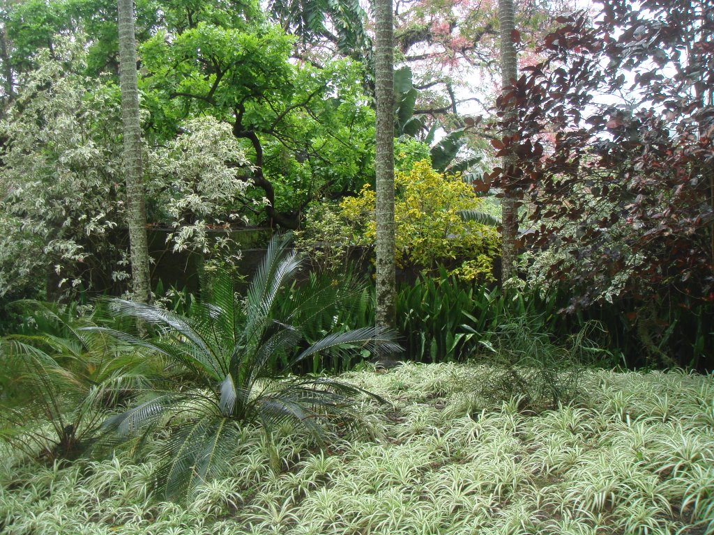 S R Burle Marx - cores vegetais by Marcelo S F