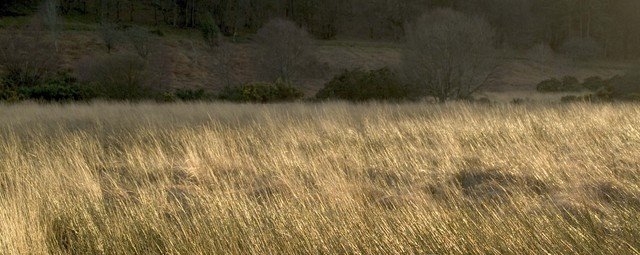 Fields of gold glendalough by DeclanCorrigan