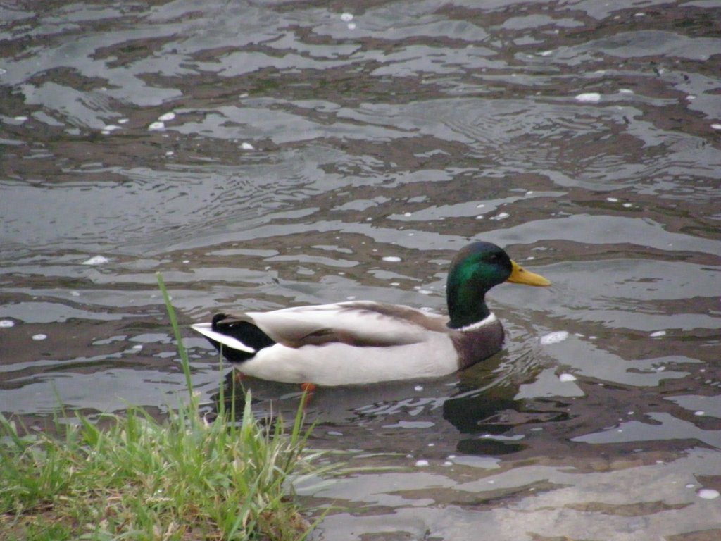 Kačer, 1 (Duck), řeka (river) Opava, Czech Republic by MAPP HUDRANS