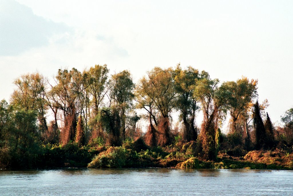 On Coast of Sava River by ZNikolic