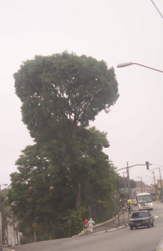 Av.Oratório-Jardim guairacá-São Paulo by josy manzano