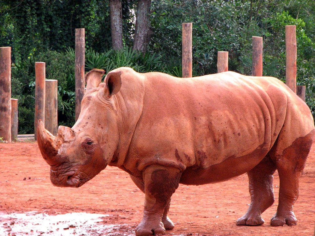 Zoologico de Sao Paulo (Rinoceronte Blanco) by Claris Chirinos