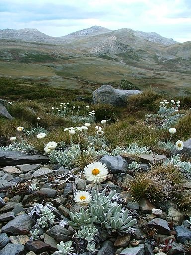 View over snow daisies towards Mount Townsend by EcologistGreg