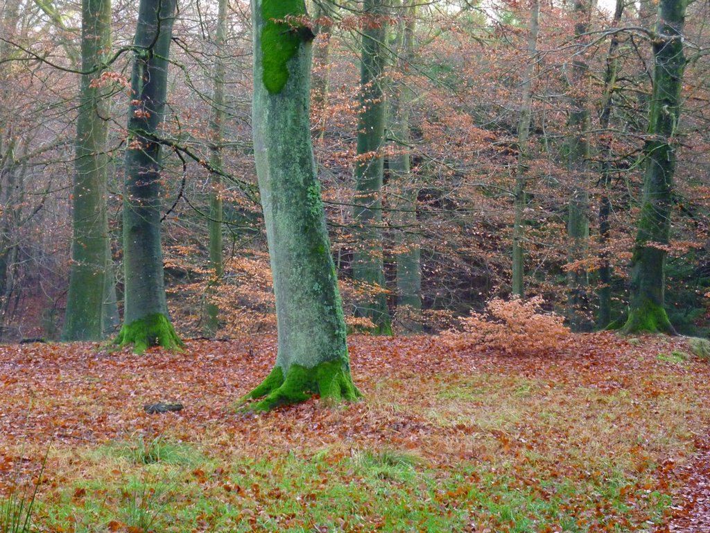 A typical Danish hardwood forest scenery at (green) winter.... for Hazel by thor☼odin™