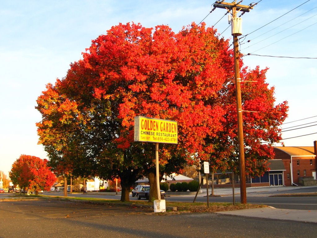 Paulsboro Foliage by Chris Sanfino