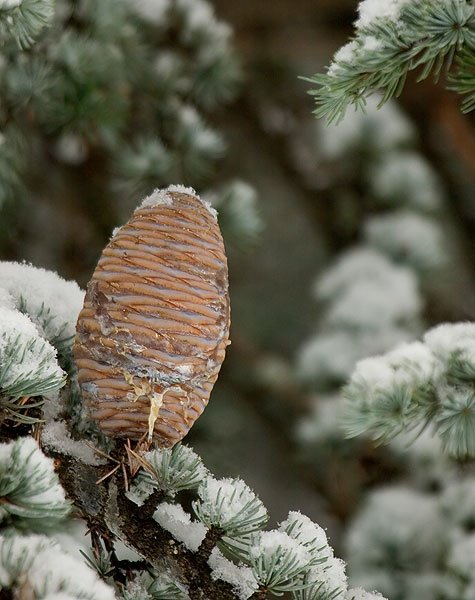 Blue Atlas Cedar by tblackburn