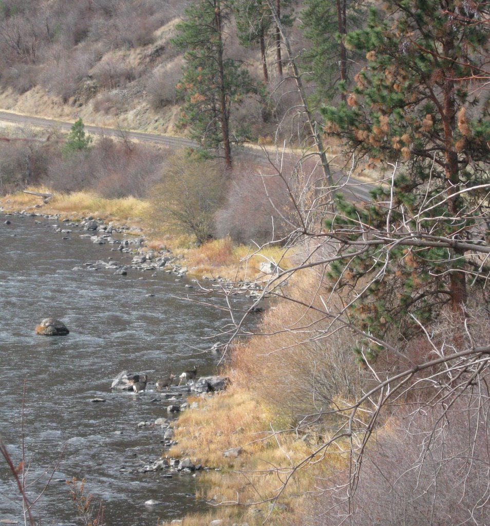 Deer crossing the Grande Ronde by midini