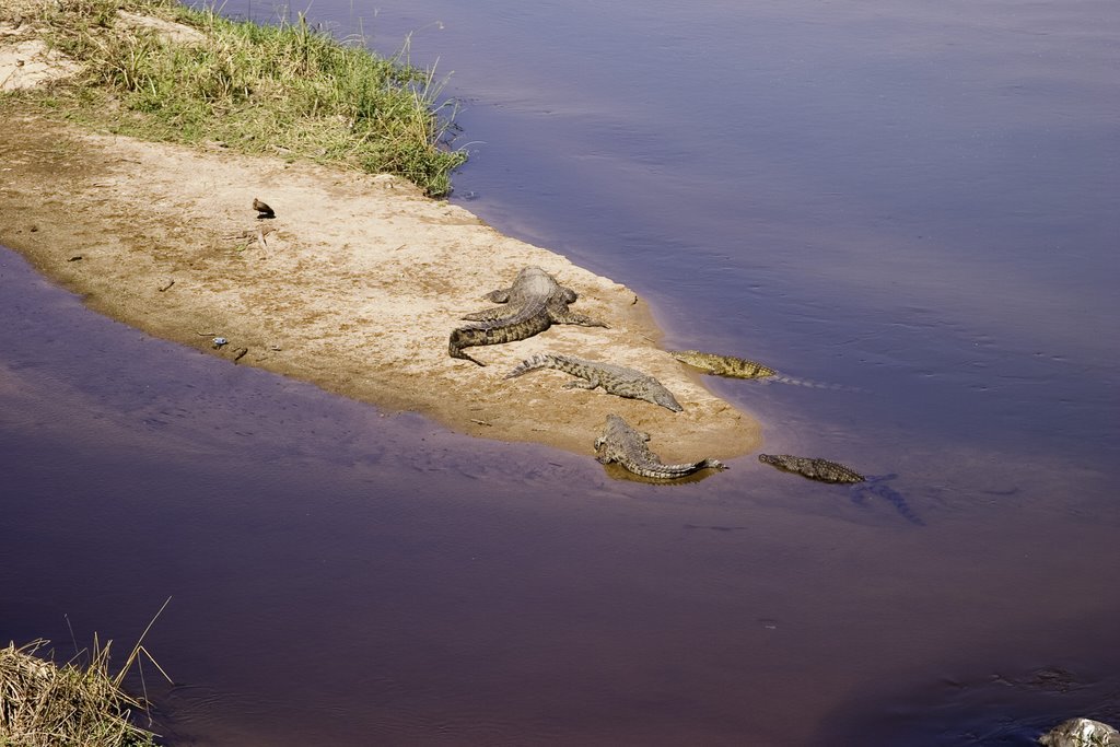 Crocs in the Crocodile River, Malelane Gate, KNP by tommyj