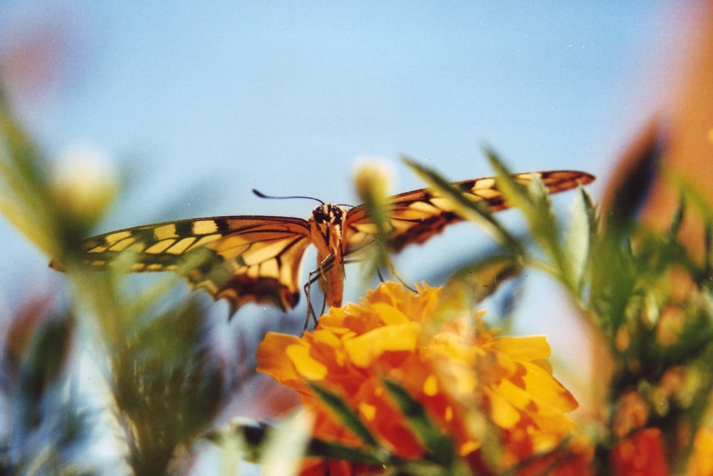 Mariposa by Carlos Ferreria