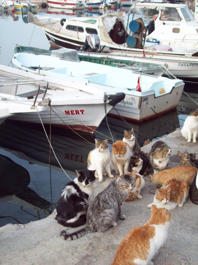 Karaburun [16 cats and a few boats] by OnurOkyay