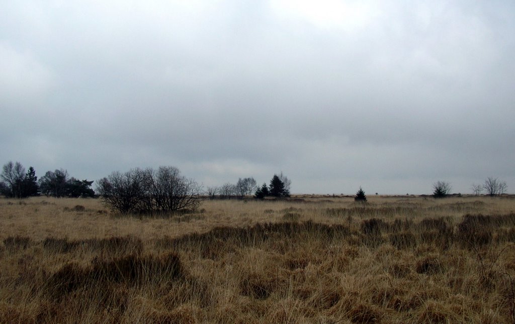 Hautes Fagnes / Hohes Moor nature reserve in March by Petteri Kantokari