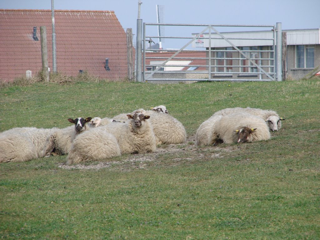 Schapen bij ter-heyde by rico1984