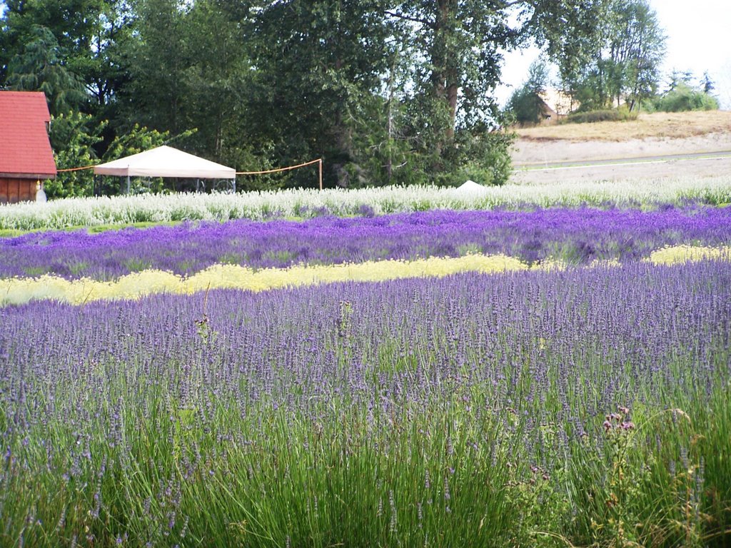 Lavender Farm by xman-wa