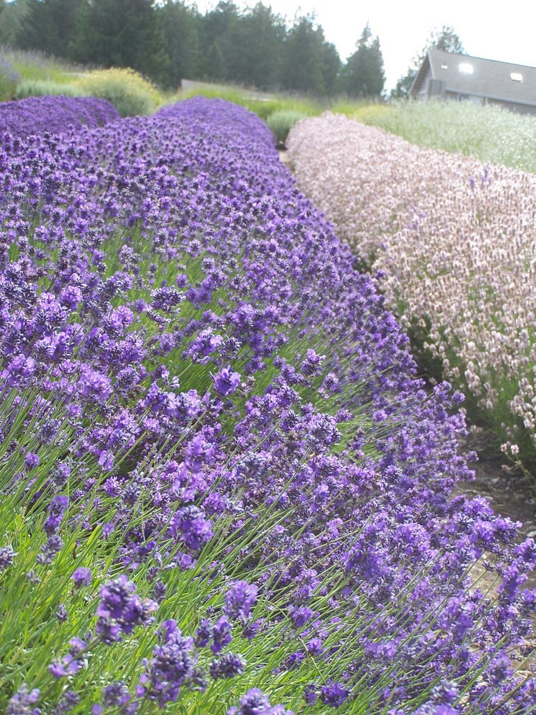 Lavender - Sequim, WA by xman-wa