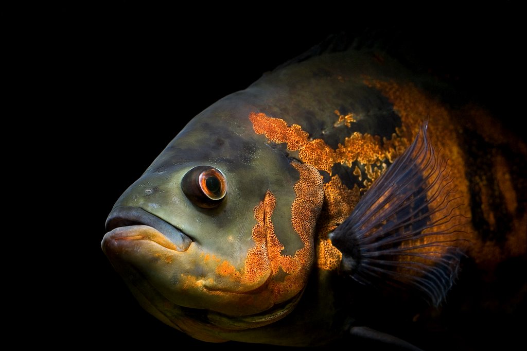 Astronotus Ocellatus by Filipe Ribeiro