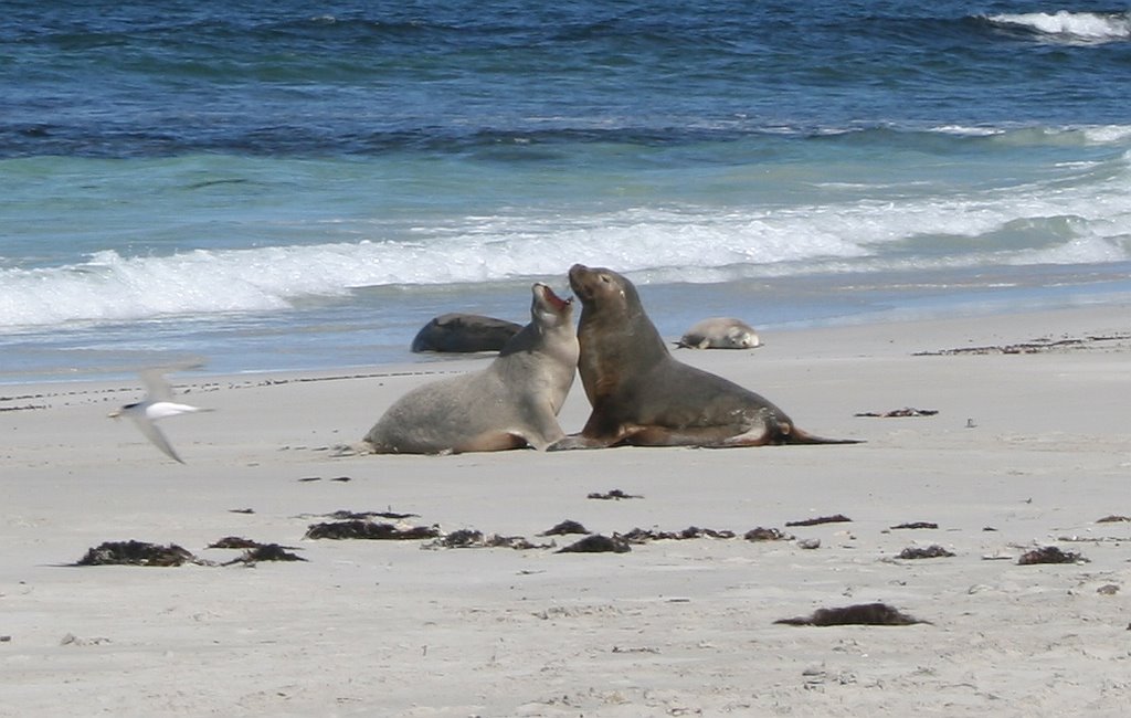 Kangaroo Island - Seal Bay by MB_P