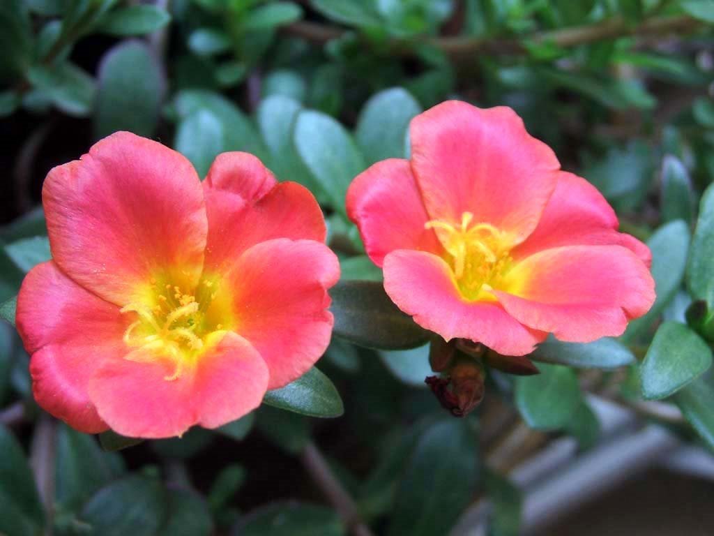 #56 Portulaca by Daniela Brocca