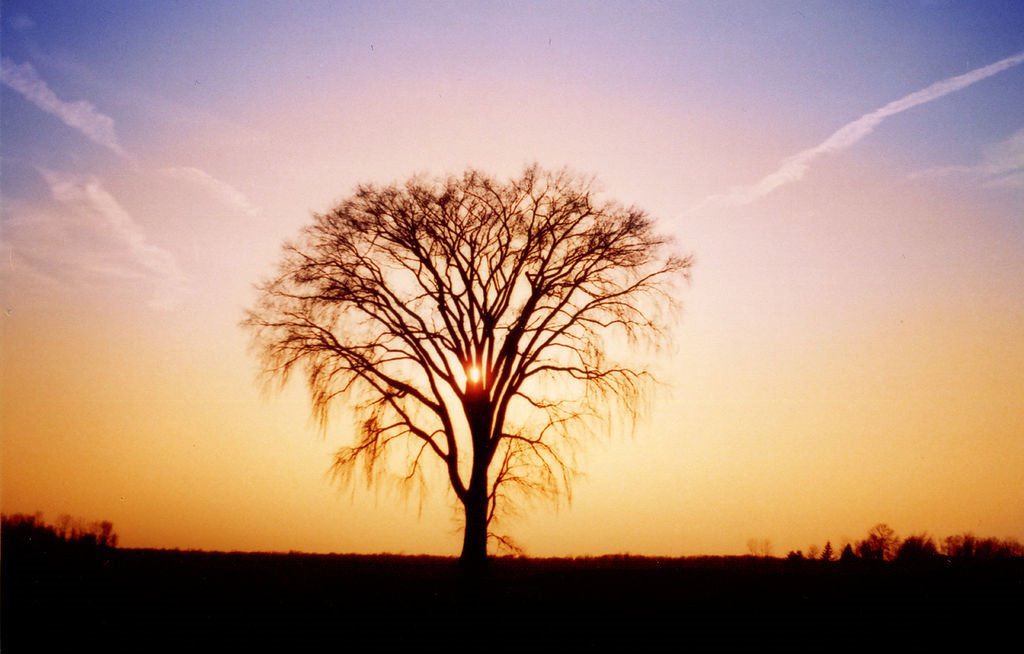 Lonely Tree by Freddie Collins