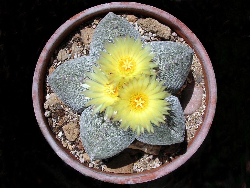 Astrophytum myriostigma by Antonio Passaseo