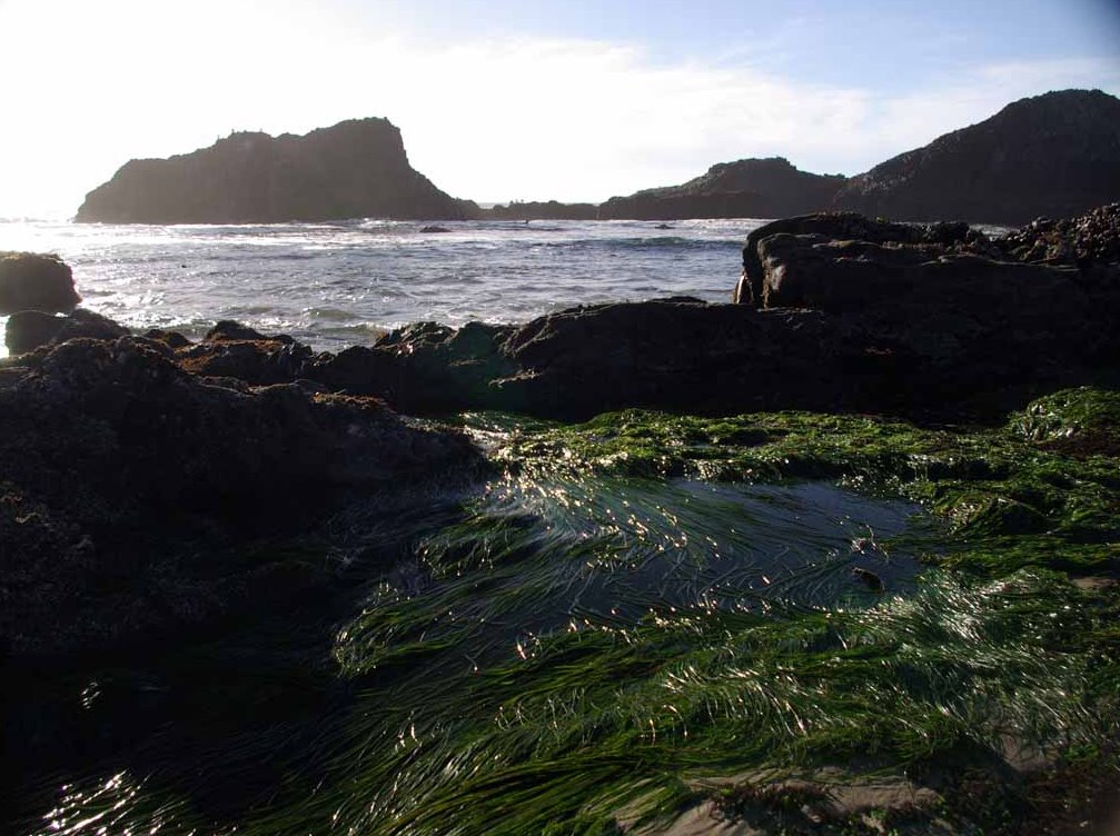 Low Tide at Seal Rock by Sagensun